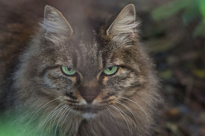 Close-up portrait of a cat