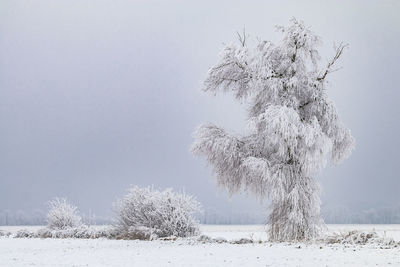 Winter beautifully iced tree and bush in rural landscape