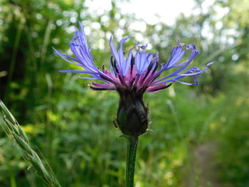 Close-up of purple flowers