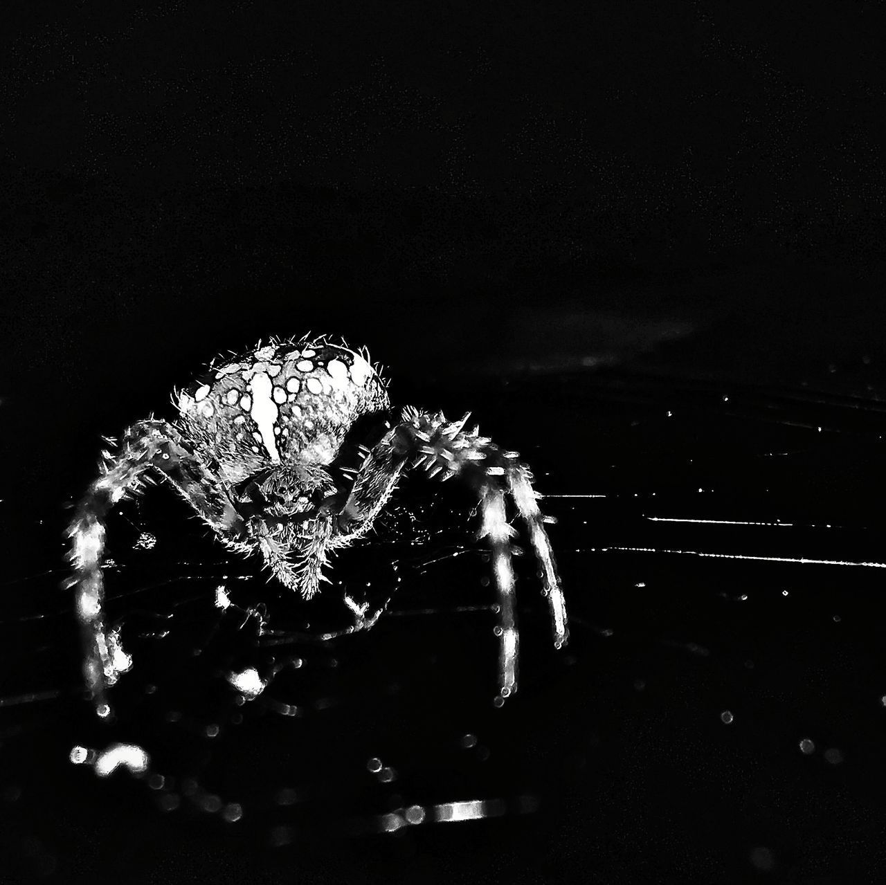 CLOSE-UP OF SPIDER AND ICE