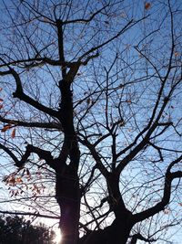 Low angle view of bare trees against sky