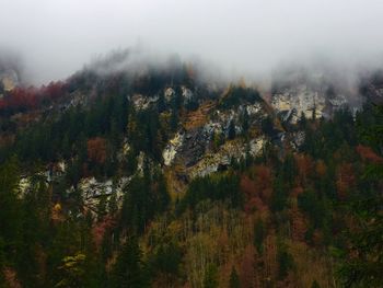 Scenic view of forest during autumn