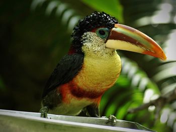 Close-up of bird perching on railing