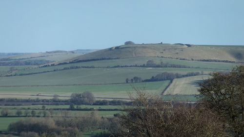 Scenic view of field against clear sky