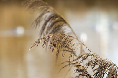 Close-up of reeds