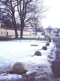 Bare trees in snow covered landscape