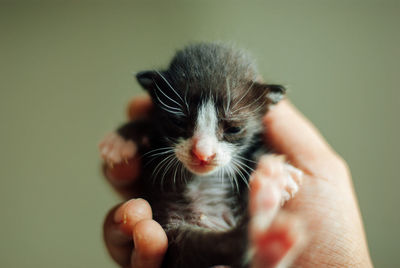 Close-up of hand holding cat