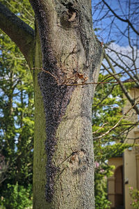 Close-up of tree trunk in forest