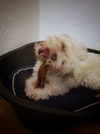 Dog yawning while relaxing at home