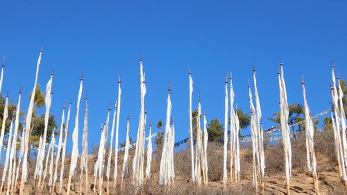 Low angle view of plants against clear blue sky