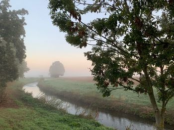 Tree on field by canal against sky