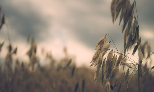 Close-up of grass growing in field