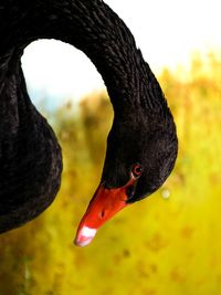 Close-up of black swan