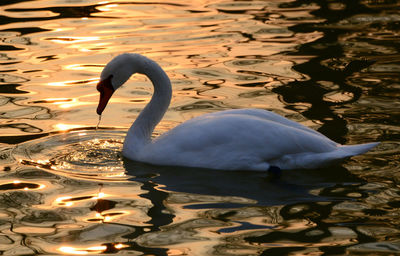 Swan floating on lake