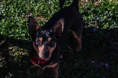 Close-up portrait of dog