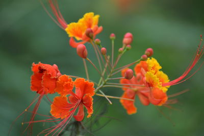 An orange and red peacock flower in bloom. 