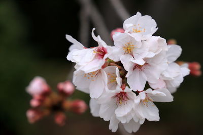 Close-up of cherry blossoms