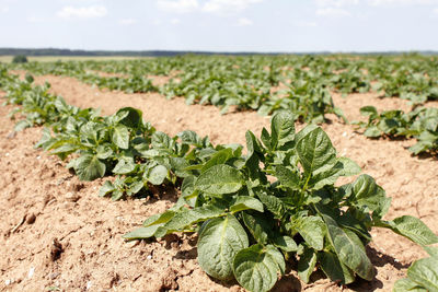 Close-up of fresh green plants on field against sky