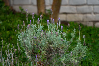 Close-up of purple flowering plants on field