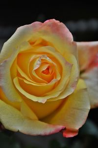 Close-up of rose flower