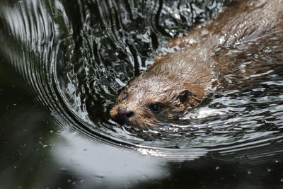 High angle view of dog swimming in lake