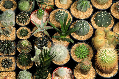 Full frame shot of succulent plants