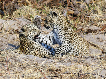 View of cats relaxing on land