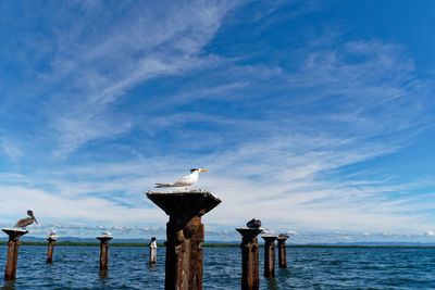 Seagull perching on wooden post in sea against sky