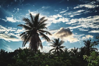 Low angle view of palm trees against sky