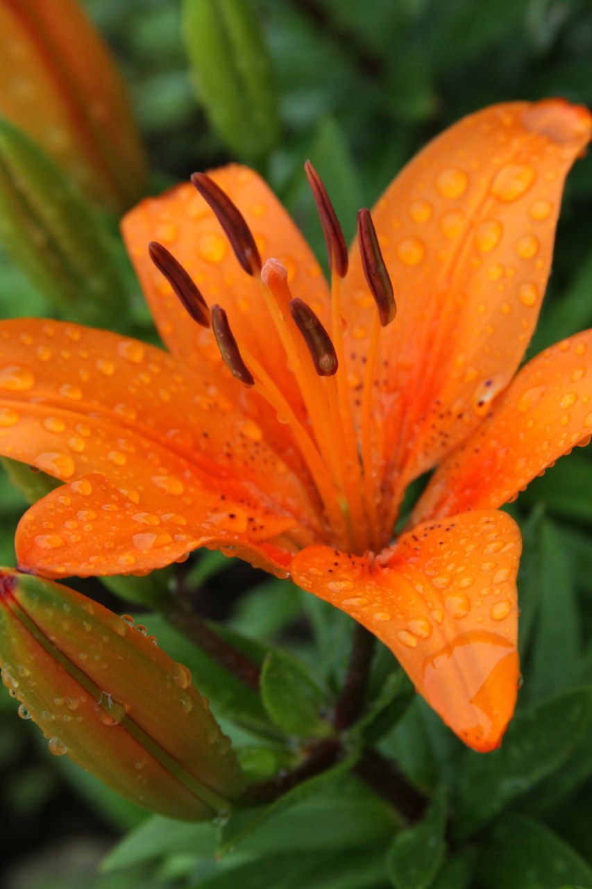 CLOSE-UP OF RAINDROPS ON ORANGE LILY OF LEAF