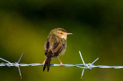 Close-up of bird perching on barbed wire