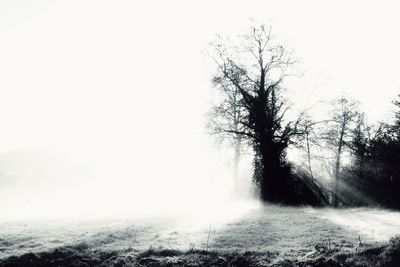 Trees on landscape against clear sky