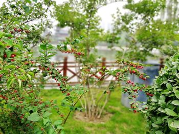 View of flowering plants