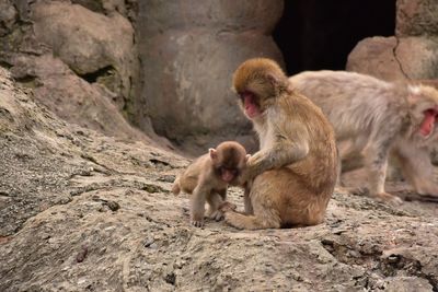 Monkey on rocks