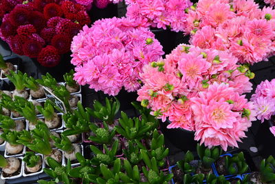Close-up of pink flowers