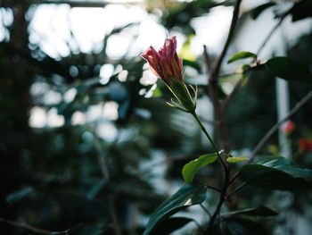 Close-up of red flowering plant