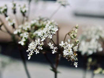 Close-up of white flowering plant