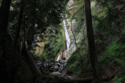 Low angle view of trees in forest