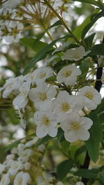 Close-up of white flowers