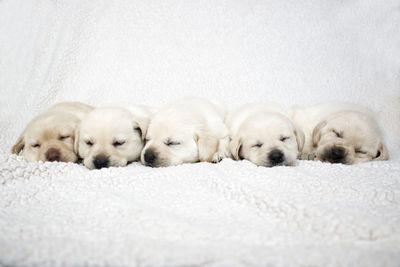 Puppies sleeping on rug