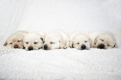 Two dogs sleeping