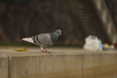 Close-up of bird perching on wood