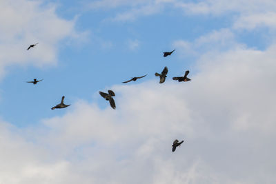 Low angle view of birds flying in sky