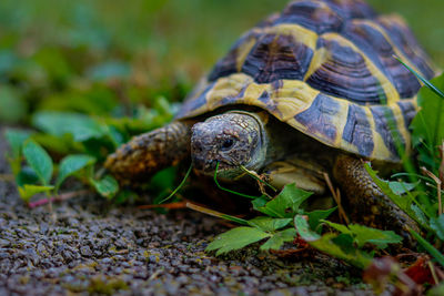 Close-up of turtle on field