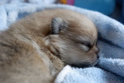 Close-up of dog sleeping