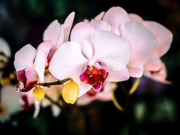 Close-up of pink cherry blossom