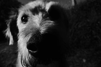 Close-up portrait of dog