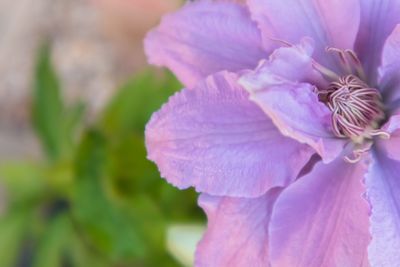 Close-up of pink flowering plant