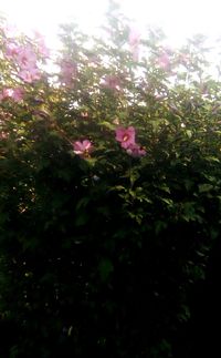 Close-up of pink flowers