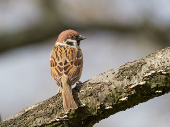 Close-up of a bird perching on a tree